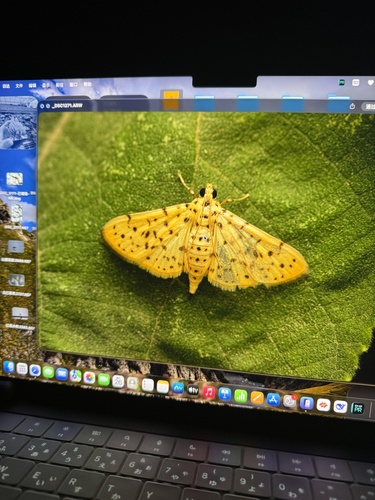 Yellow Peach Moth