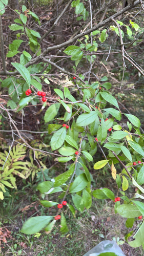 winterberry holly