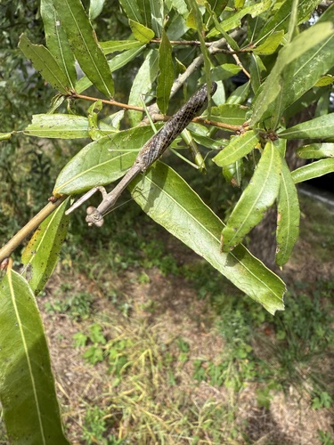 Carolina Mantis
