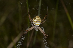 Argiope magnifica