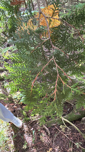 northern whitecedar