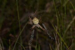 Argiope magnifica