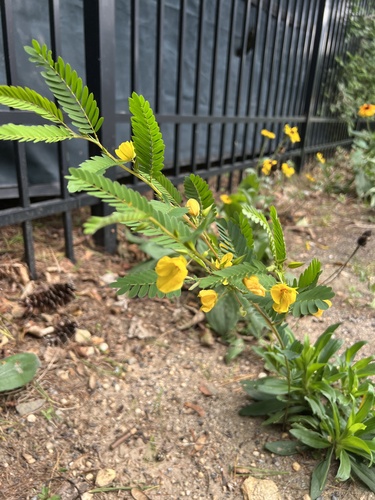 partridge pea
