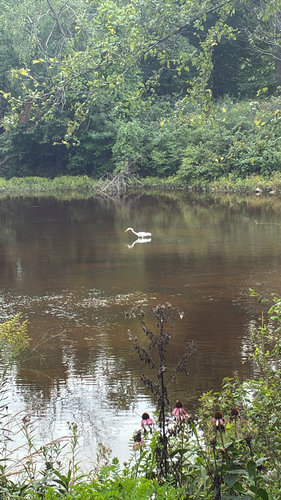 Great Egret