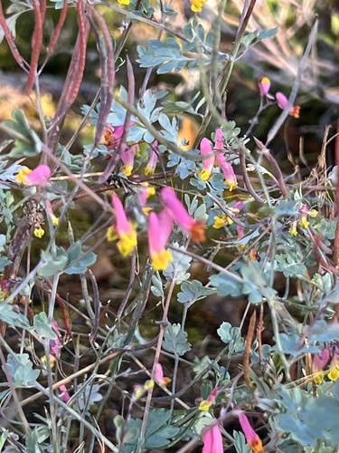 rock harlequin