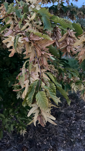 European Hornbeam