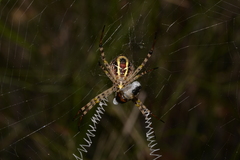 Argiope magnifica