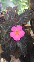 Episcia