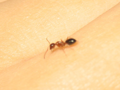 Camponotus vitiosus