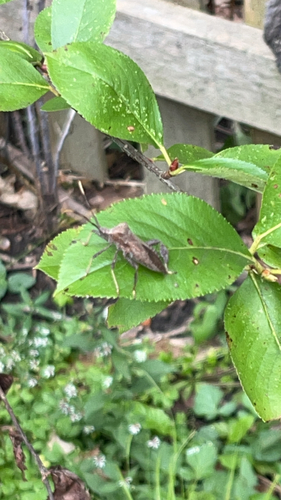 Acanthocephala terminalis