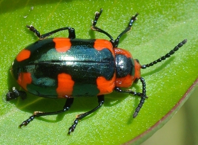 Phyllocharis hieroglyphica