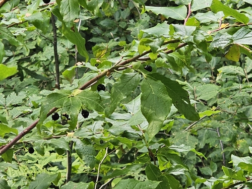 Vaccinium arctostaphylos, photograph 1