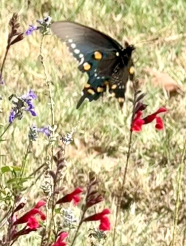 Pipevine Swallowtail