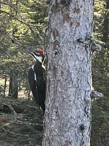 Pileated Woodpecker
