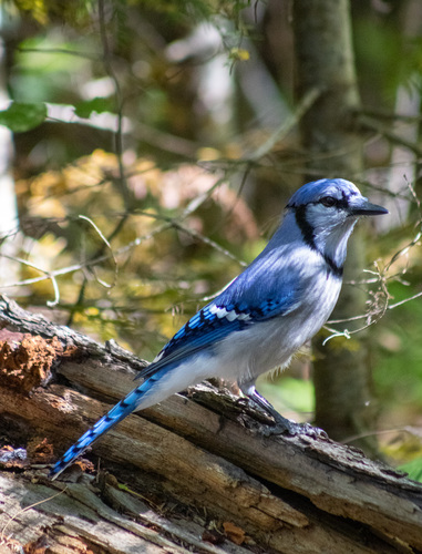 Blue Jay