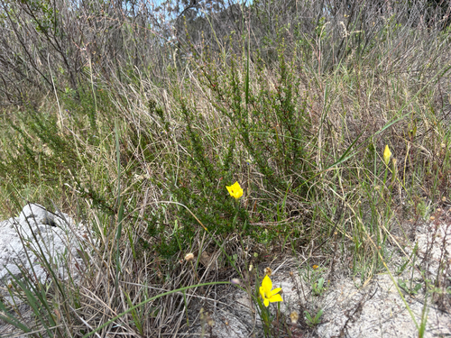 Moraea fugax, photograph 2