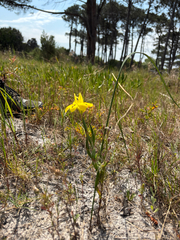 Moraea fugax