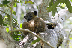 Lepilemur hubbardorum