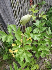 Angelica archangelica