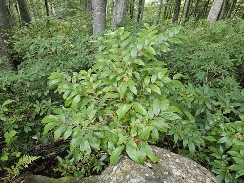 Vaccinium arctostaphylos