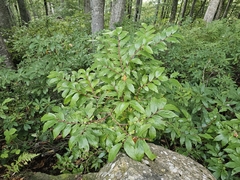 Vaccinium arctostaphylos