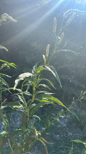 pale smartweed