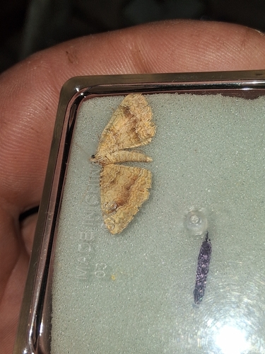Yellow Shell Moth