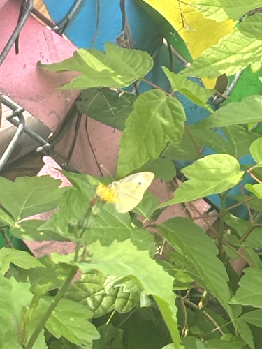 Small White