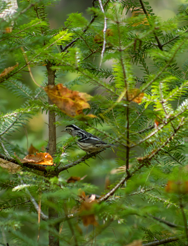 Black-and-white Warbler