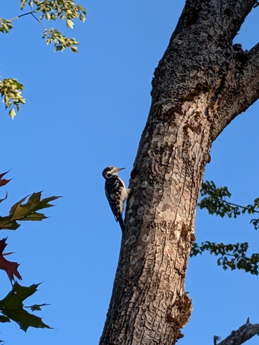 Hairy Woodpecker