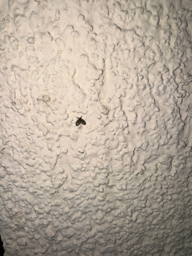 Bathroom Moth Fly