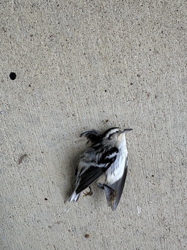 Black-and-white Warbler