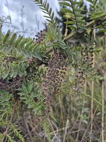 Coriaria ruscifolia observed 2026-09-24