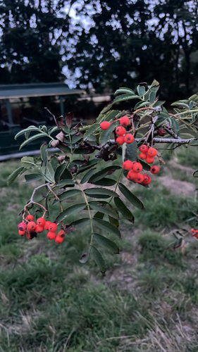 European mountain ash