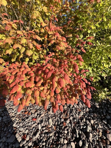 Mountain Maple