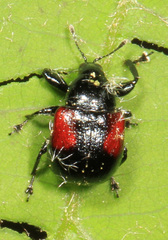 Synolabus bipustulatus