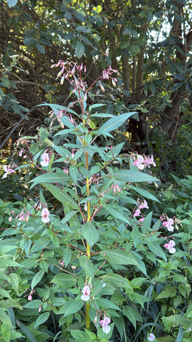 Himalayan balsam