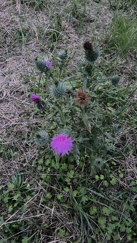 Bull Thistle