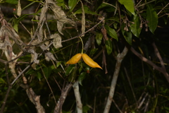 Tabernaemontana pandacaqui
