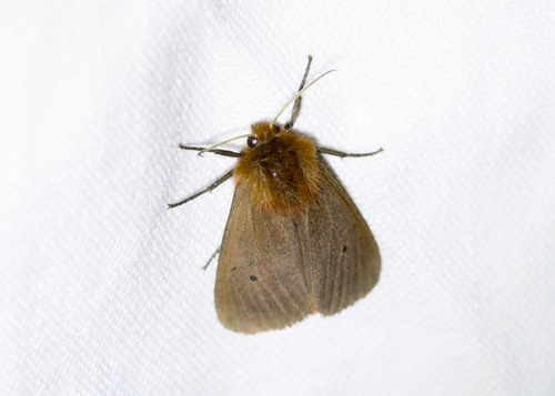 Ruby Tiger Moth