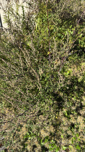 common mugwort