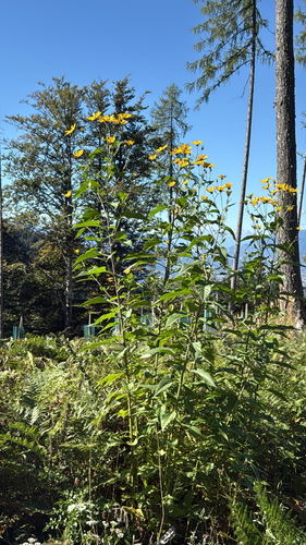 Jerusalem artichoke