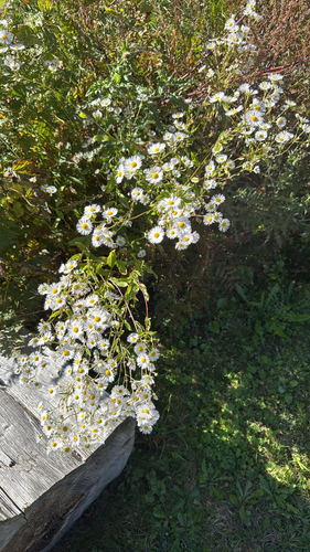 annual fleabane