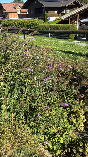 Butterfly bush