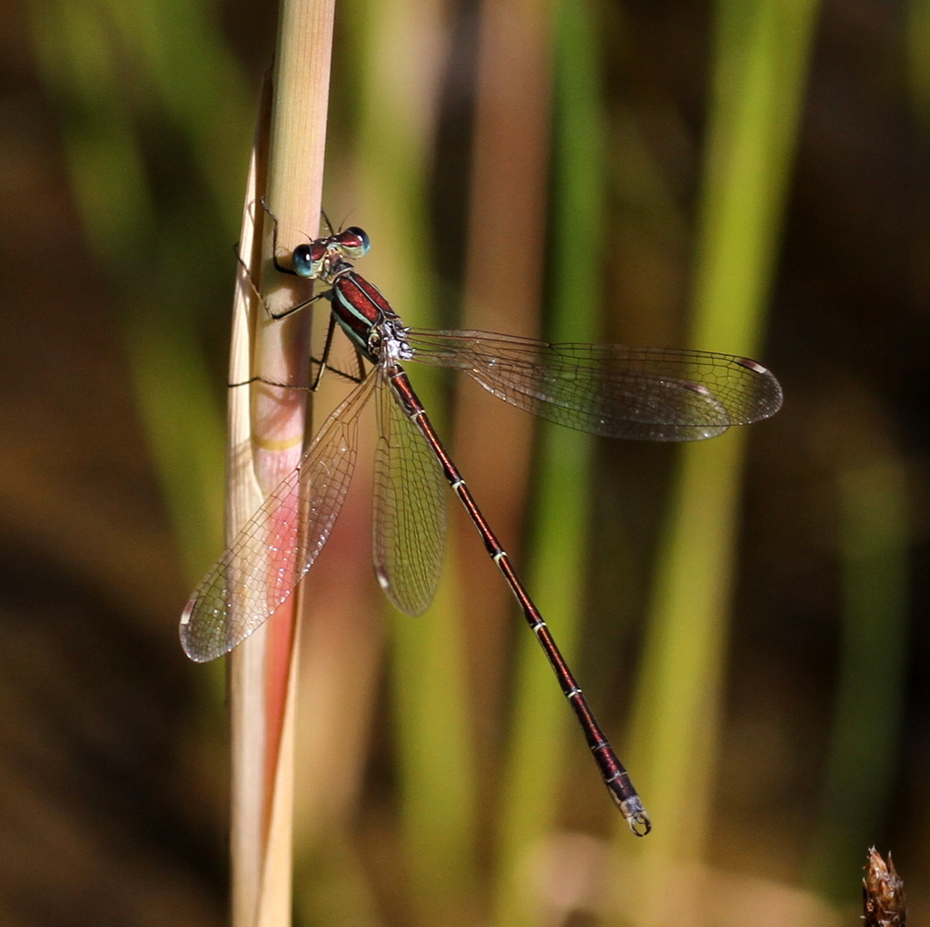 Migrant Spreadwing
