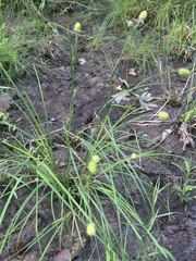 Carex squarrosa