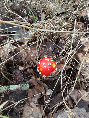 Fly Agaric