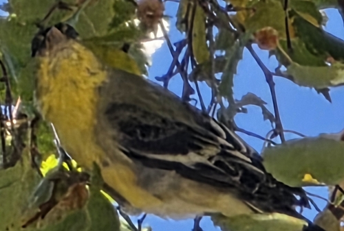 Lesser Goldfinch