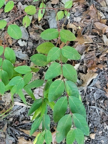 Apocynum androsaemifolium, photograph 6