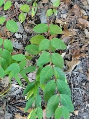 Apocynum androsaemifolium, photograph (c) Logan, some rights reserved (CC BY)